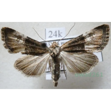 Mesoligia furuncula (Denis & Schiffermüller, 1775) Sówka dwubarwka Czech24k